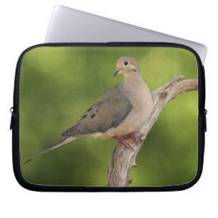 Mourning Dove, Zenaida macroura Laptop Sleeve