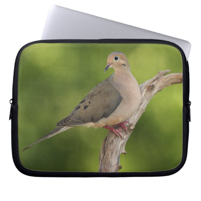 Mourning Dove, Zenaida macroura Laptop Sleeve (Front)