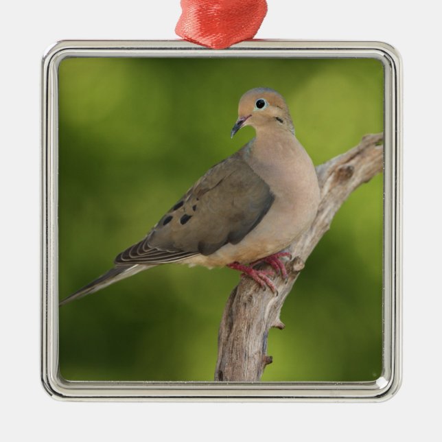 Mourning Dove, Zenaida macroura Metal Tree Decoration (Front)