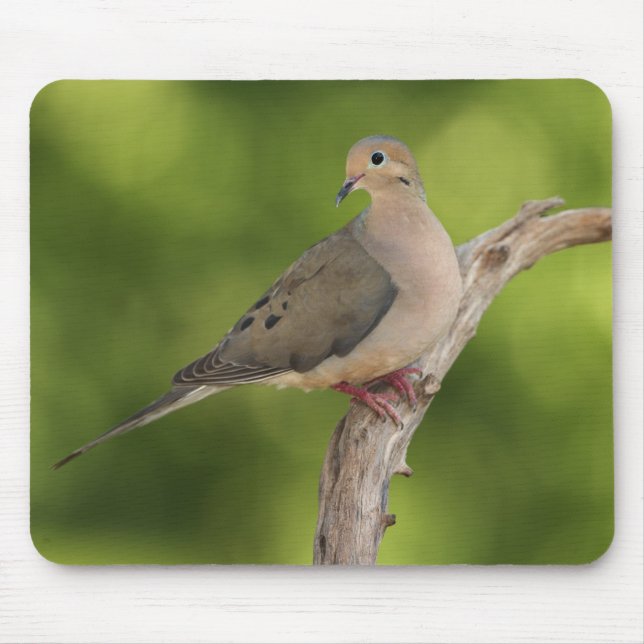 Mourning Dove, Zenaida macroura Mouse Mat (Front)