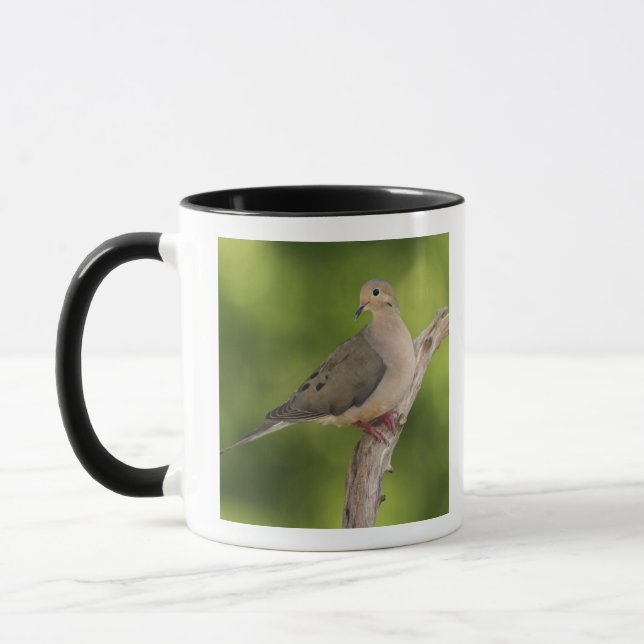 Mourning Dove, Zenaida macroura Mug (Left)