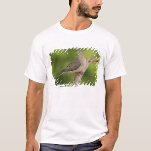 Mourning Dove, Zenaida macroura T-Shirt
