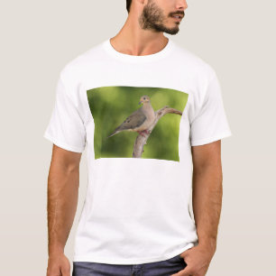 Mourning Dove, Zenaida macroura T-Shirt