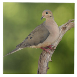 Mourning Dove, Zenaida macroura Tile