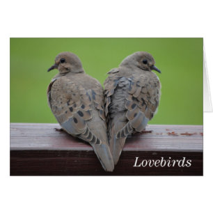 Mourning Doves