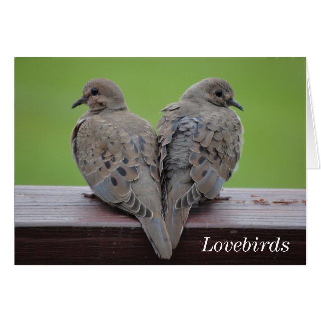 Mourning Doves (Front Horizontal)