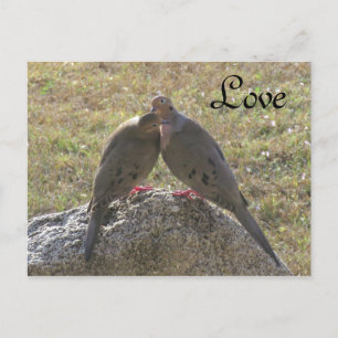 Mourning Doves birds Love Postcards