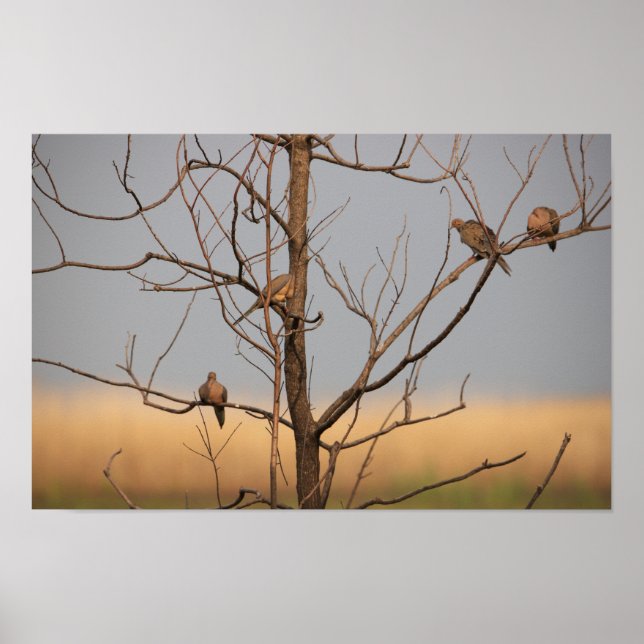 Mourning Doves in Tree Poster (Front)