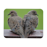 Mourning Doves