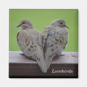 Mourning Doves Magnet