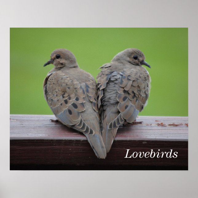 Mourning Doves Poster (Front)