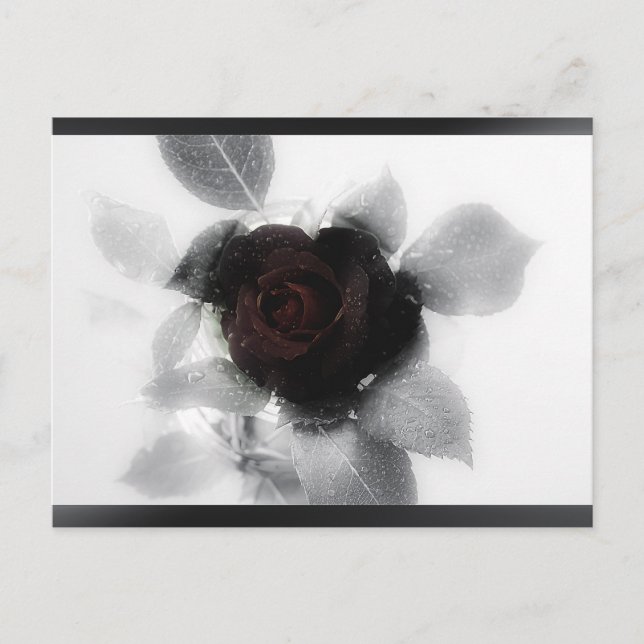 Mourning Memory Rose Postcard (Front)