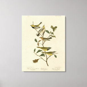 Mourning, Other Warblers, Audubon Birds of America Canvas Print