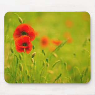 Mouse carpets, spring and poppy flowers mat