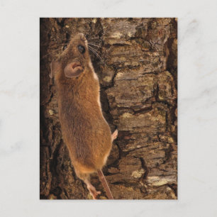 Mouse Climbing Tree Postcard