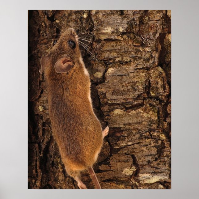 Mouse Climbing Tree Poster (Front)