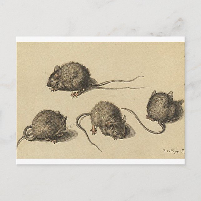 mouse-clipart-2 postcard (Front)