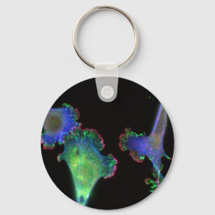 Mouse embryonic fibroblasts key ring