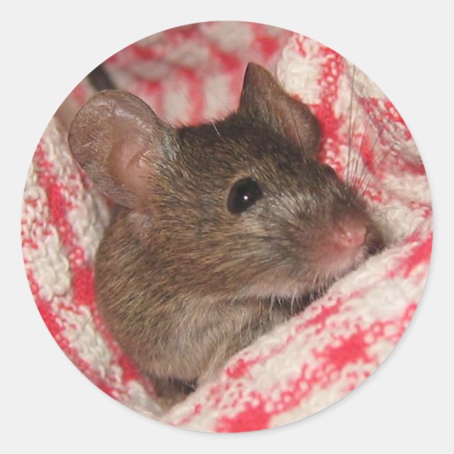 Mouse in the House Classic Round Sticker (Front)