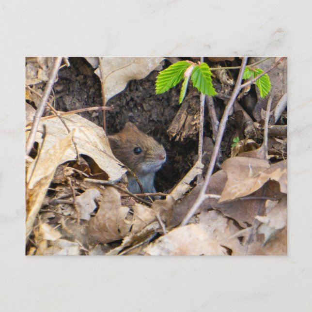 Mouse in the house postcard (Front)