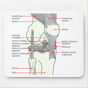 Mouse Pad Anatomical Diagram human right knee join