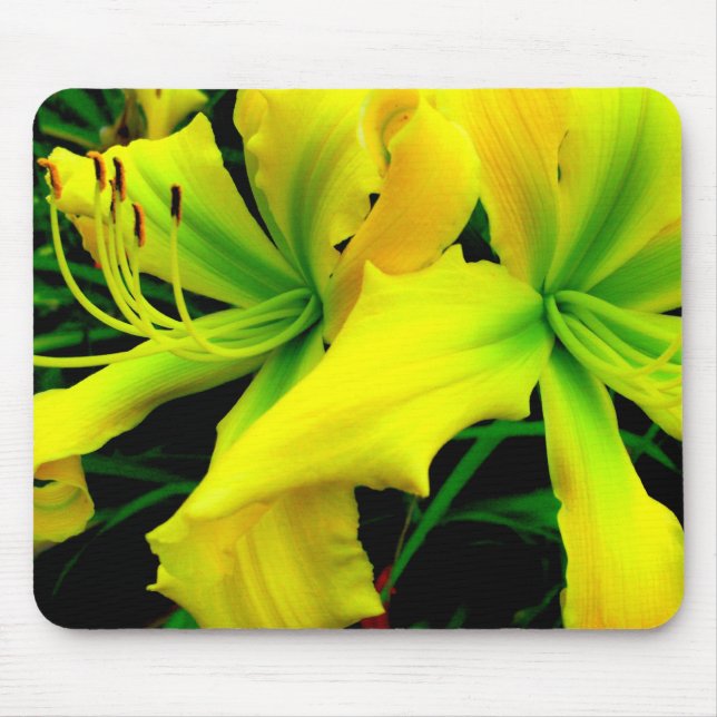 Mouse Pad: Daylily Mat (Front)