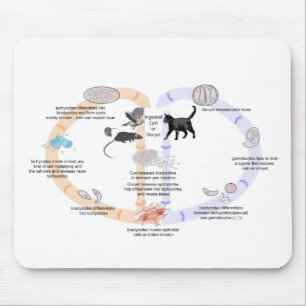 Mouse Pad Diagram life cycle of Toxoplasma gondii
