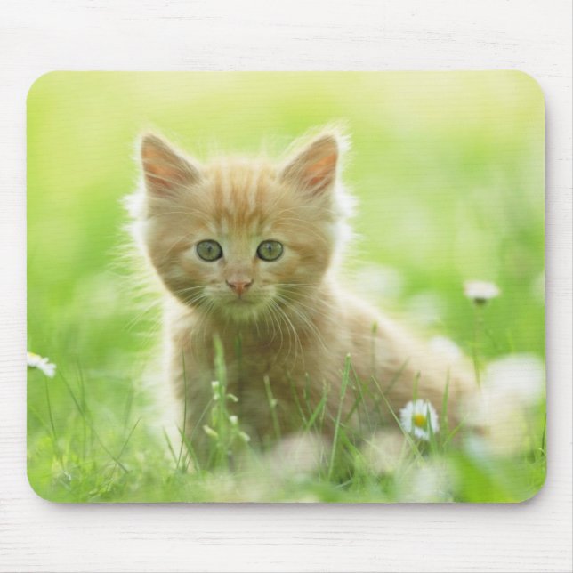 Mouse Pad-Kitten Mouse Mat (Front)