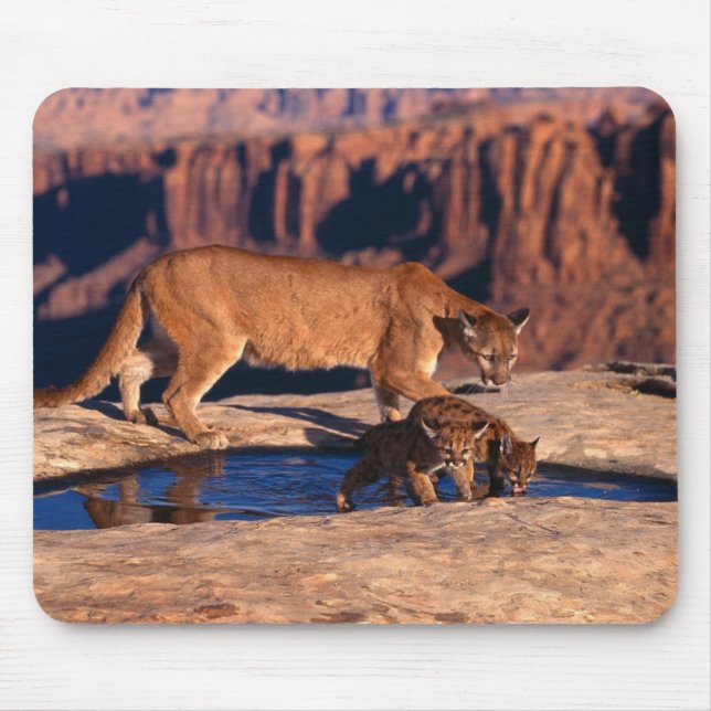 Mouse Pad-Mountain Lion & Cubs Mouse Mat (Front)