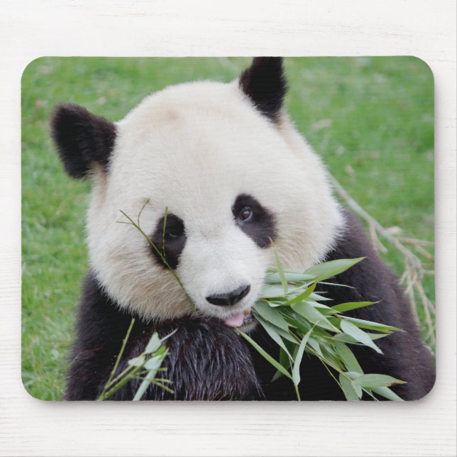 Mouse Pad Photo giant panda , animals 0261. (Front)