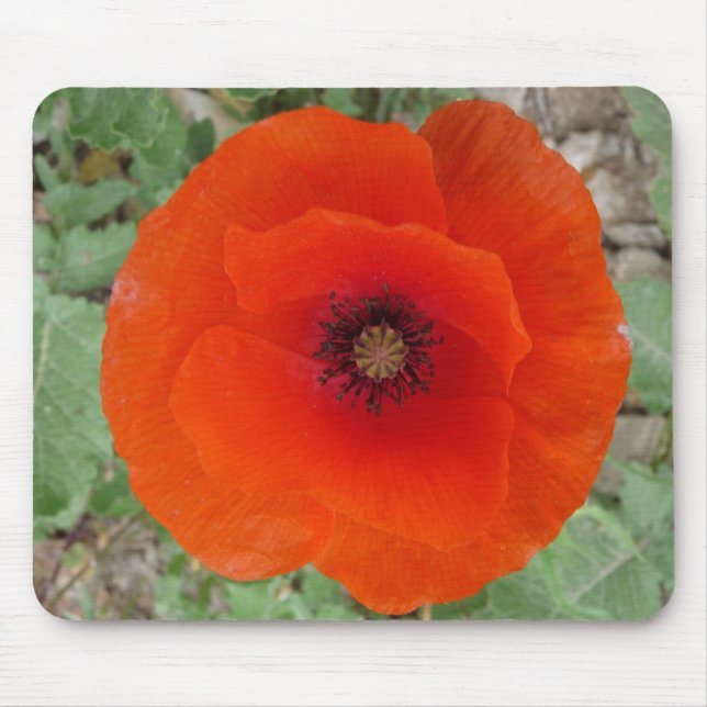 Mouse Pad. Poppy (Poppy) Mat (Front)