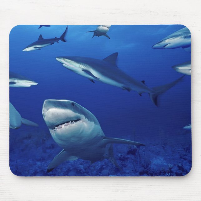 Mouse Pad-Sharks Mat (Front)
