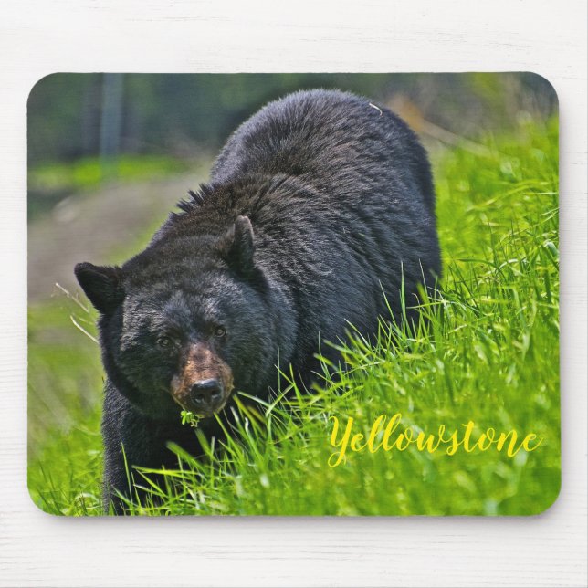 Mouse Pad-Yellowstone Black Bear Mat (Front)