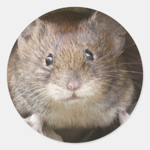 Mouse Portrait Classic Round Sticker