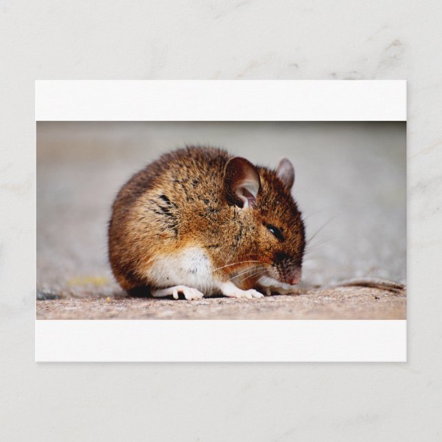 Mouse Print Postcard (Front)