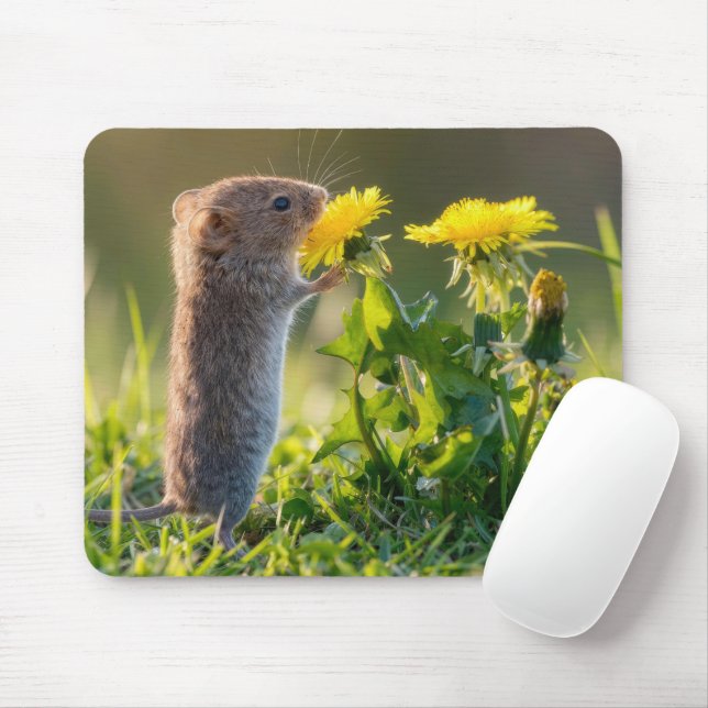 Mouse Smelling a Yellow Dandelion Mat (With Mouse)