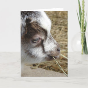 Mouse the Baby Goat Card