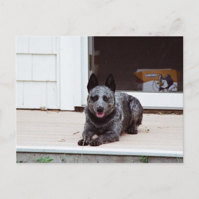 Mouse the Blue Heeler Postcard (Front)