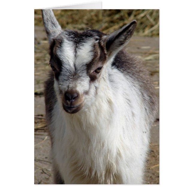 Mouse the Goat (Front)