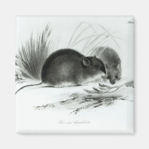 Mouse, Tierra del Fuego, South America c.1832-36 Magnet
