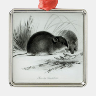 Mouse, Tierra del Fuego, South America c.1832-36 Metal Tree Decoration
