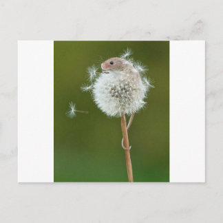 Mouse Wishes Postcard