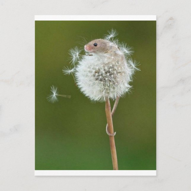 Mouse Wishes Postcard (Front)