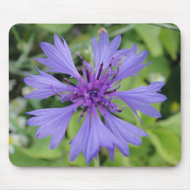 Mousepad blaue Kornblume (Front)