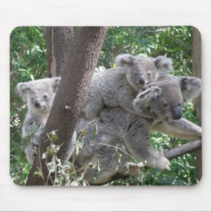 Mousepad Koala and Two Babies Photo Australia