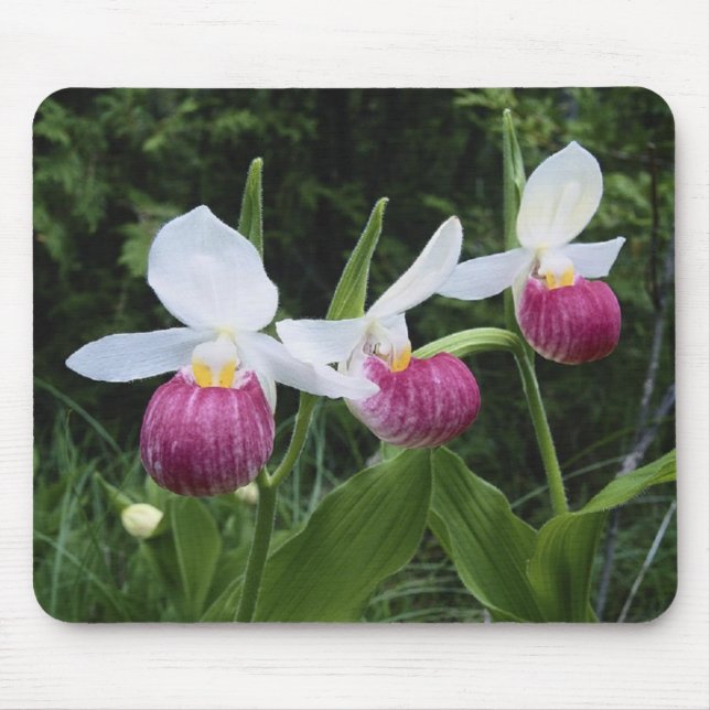 Mousepad-Lady Slipper Orchids Mouse Mat (Front)