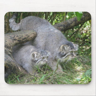 Mousepad - Pallas's cat