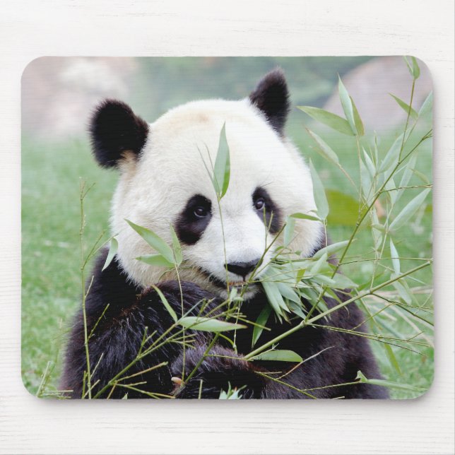 Mousepad. Photo giant panda. Panda geant. Mouse Mat (Front)