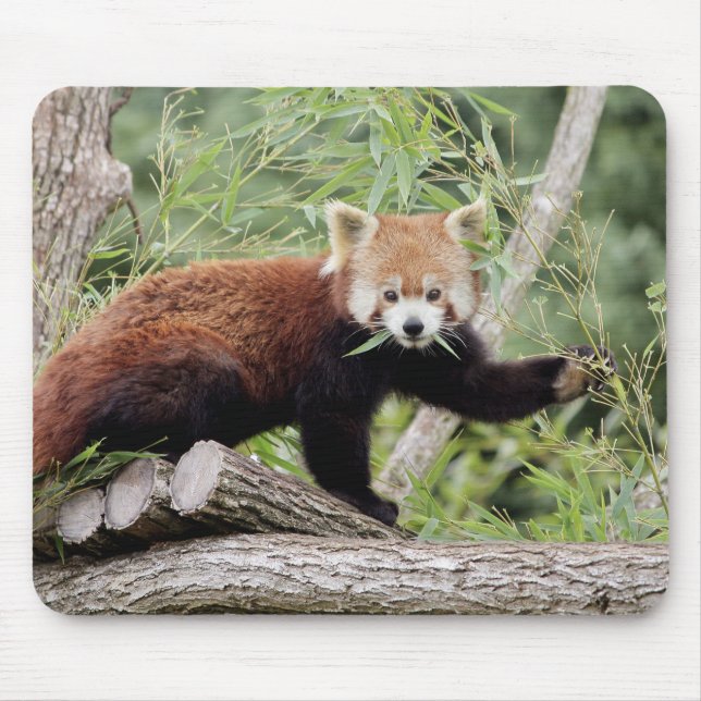 Mousepad. Photo red panda. Panda roux. animals. Mouse Mat (Front)