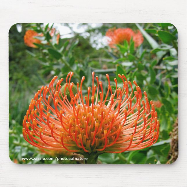 Mousepad - Protea pin cushion flower (Front)